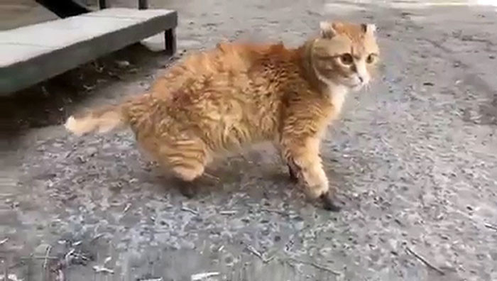 Ryzhik grooming or relaxing with four artificial paws after frostbite treatment