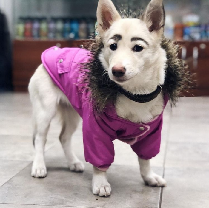 8. Dog with human-like eyebrows. 