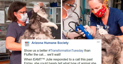 Neglected Cat Received A Life-Changing Makeover And Found Her Forever Home Two Days Later