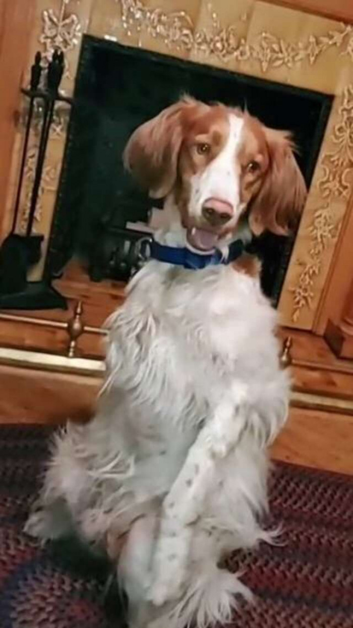 Dexter standing on his hind legs