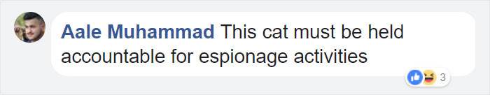 Romantic cat bringing flowers to a woman, heartwarming moment caught on video