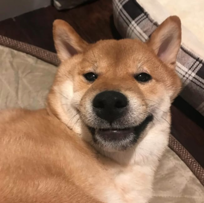 Grinning dog looking cozy, big smile, warm and cheerful mood