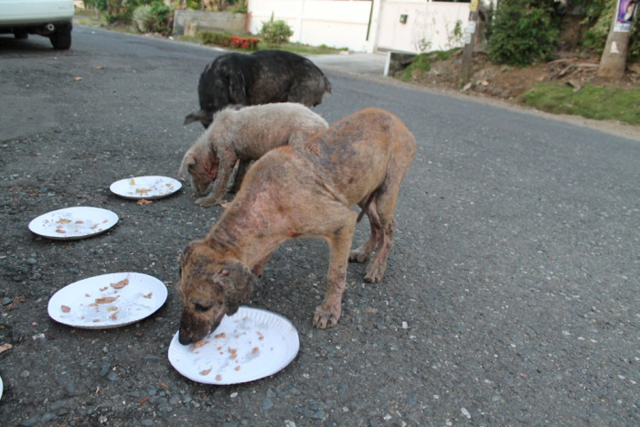 The street dogs badly needed food and medical help.