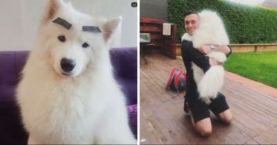 Pictures Of Samoyed Dogs That Are The Goodest Doggos