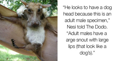 African Fruit Bat Closely Resembles a Dog, Except It Has Wings