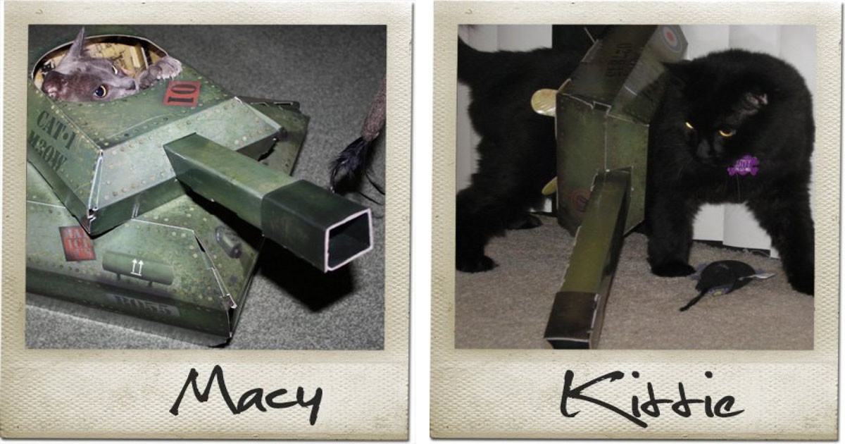 A Company Has Made Cardboard Vehicles For Cats And It Might Be The Best Thing Ever