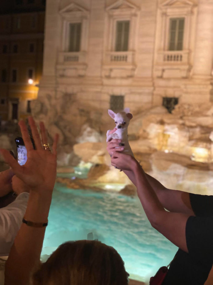49. "Tiny doggo making his superstar debut at the Trevi Fountain, Rome."