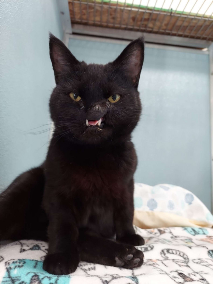 Kitty With Peculiar Face Finds Her Forever Home In A Shelter Employee With  A Soft Spot For Special Needs