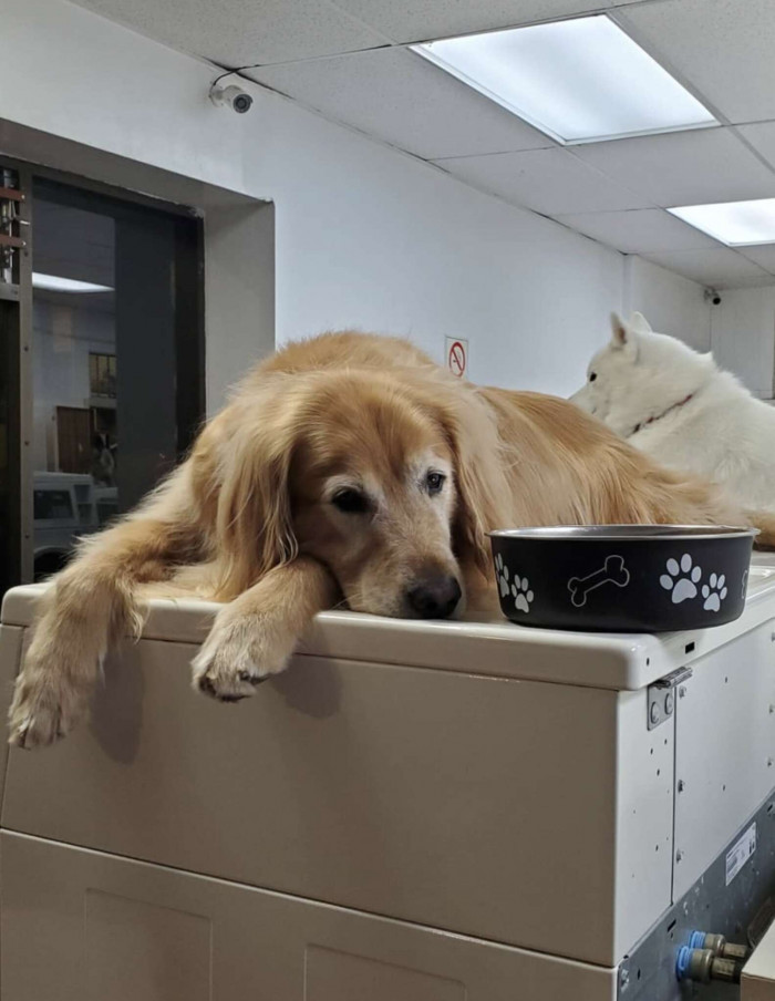 Cody, the golden retriever, is a valued member of staff at Larkin Street Laundromat.