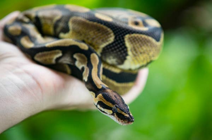 17. Ball python