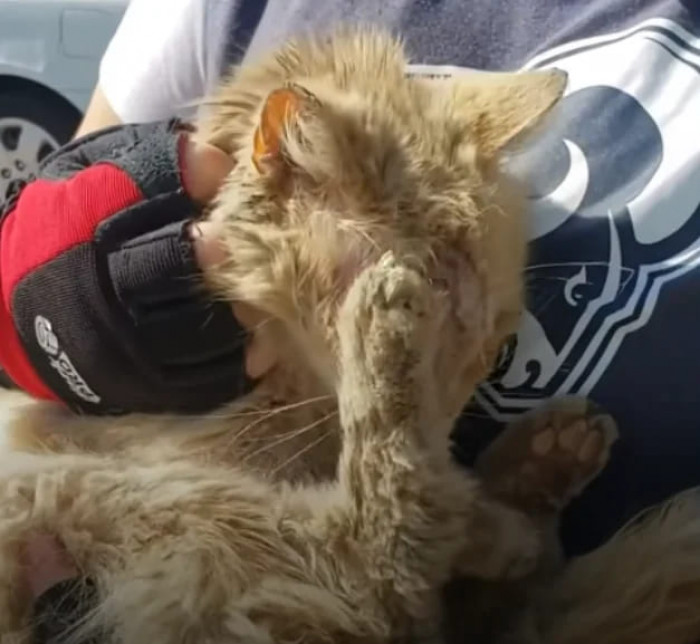 Rescue volunteers from CSB rushed to the parking lot to check on the cat, curious whether he was feral or just a stray.