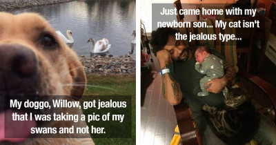 People Share Photos And Videos Of Their Pets Being Jealous