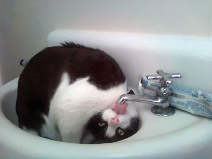 3. "Why can't he just drink out of the water bowl like a normal cat?"
