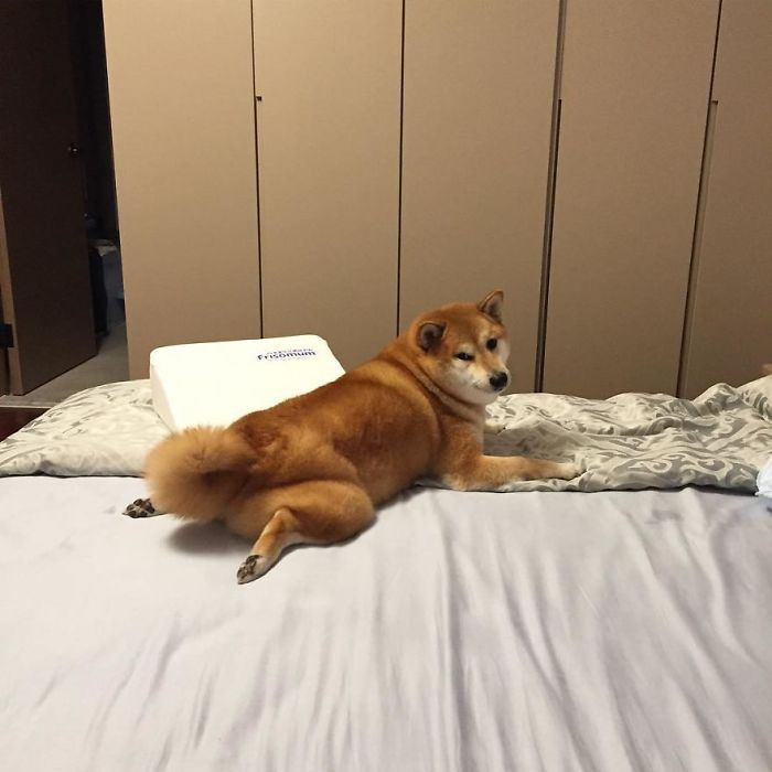 Rescued Shiba Inu Dog Is Responsible For The Funny 'Cheems' Meme