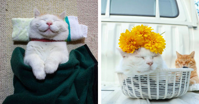 35 Photos Of Shiro, The Most Relaxed Cat In The World, Who Passed Away at Age 18