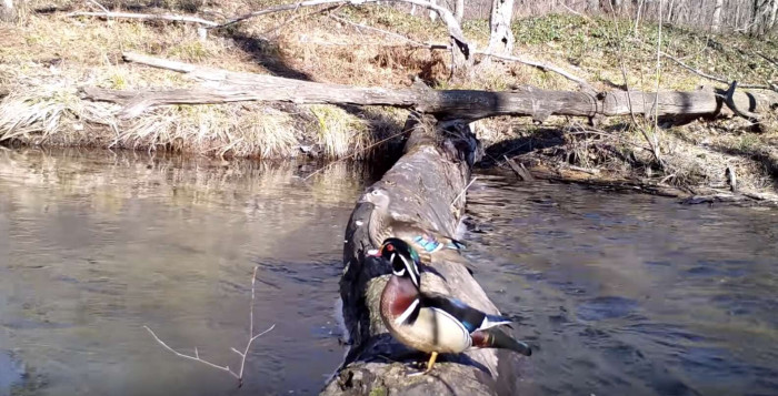 A lot of different animals have used the log to cross the river, from ducks...