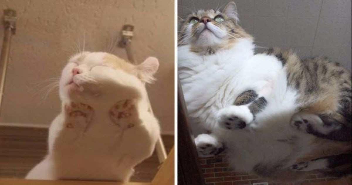 16 Pictures Of Cats Laying On Glass Tables That Will Definitely Make