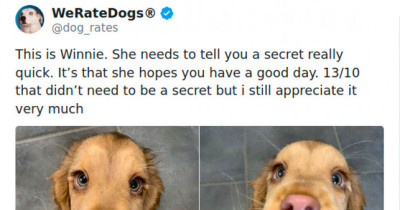 We Rate Dogs Is Still Going Strong, Thank Goodness