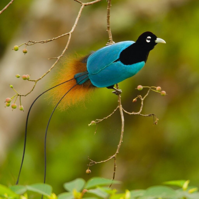 The Amazing Blue Bird Of Paradise