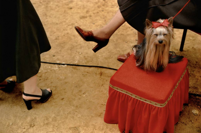 13. International Exhibition of Purebred Dogs, Belgium, 1981