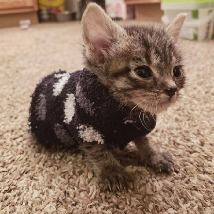 This is Tic Tac. Tic Tac is wearing the tiniest sweater ever made (probably).