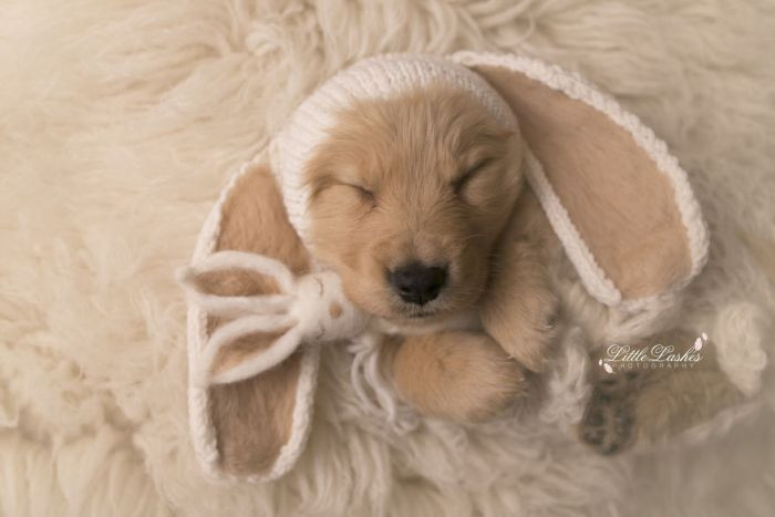 Two bunnies napping together