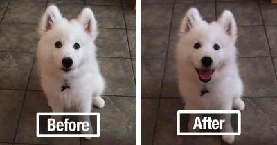 People Are Sharing Photos Of Their Pets Before And After Being Called A Good Boy