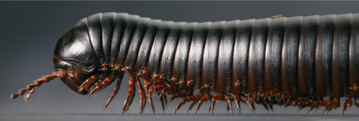 Millipede.