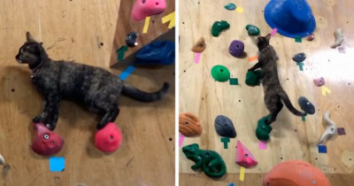 Creative Cat Who Lives At A Rock Climbing Fitness Center Tries To Climb The Wall Like People Do