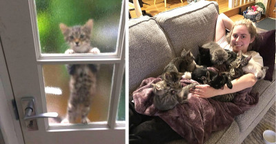 10+ Photos Of Cats That Will Warm Your Heart