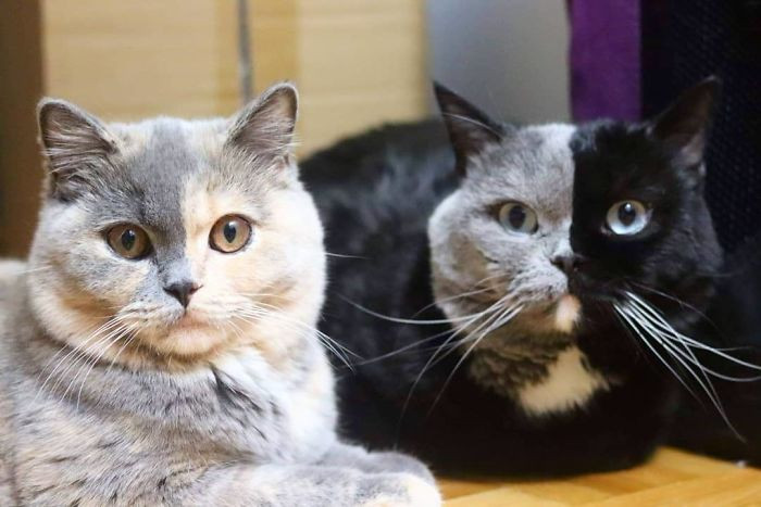 It's no surprise that the kittens turned out so adorable, their mom and dad have great genes