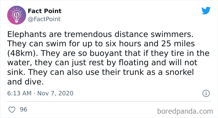 18. Elephants in Their Swim Trunks.