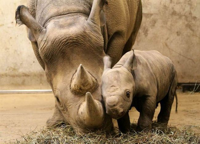 4. Baby and mama endangered black Rhinoceros