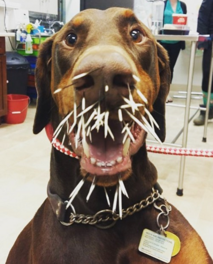 5. “My dog trying acupuncture.”