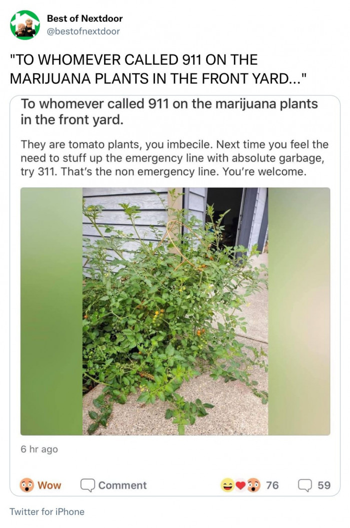 7. It is a tomato plant; can you notice the difference?