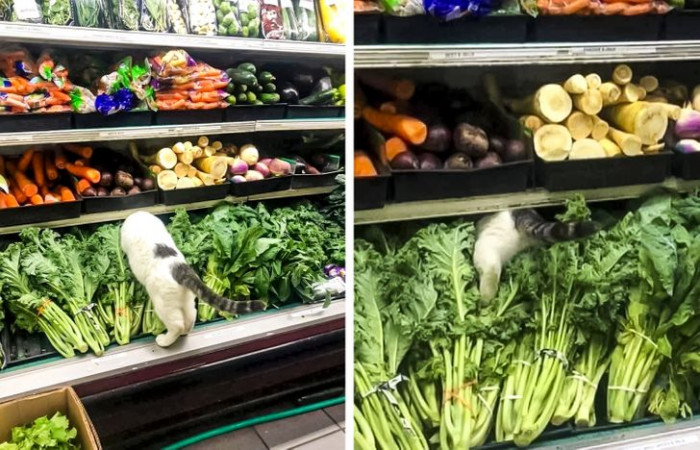 7. Looking for the freshest greens be like: