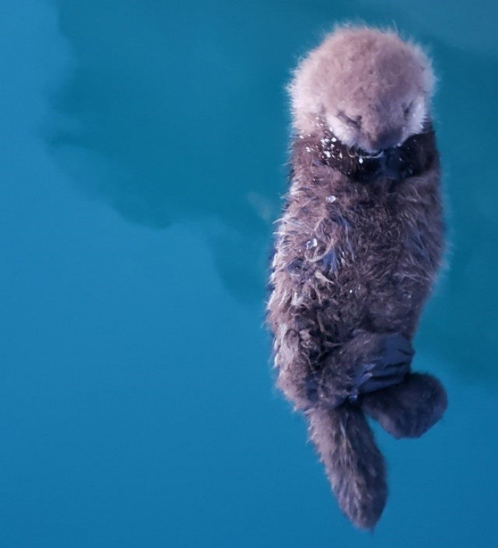 A redditor saw a small sea otter pup just outside their Alaska floathouse window. 