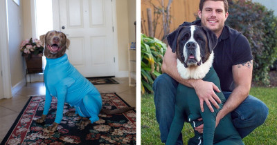 Dog Leotards Are The Newest Doggo Fashion Trend