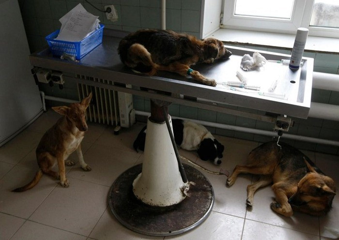 Dogs being nourished in the veterinary room of the shelter.