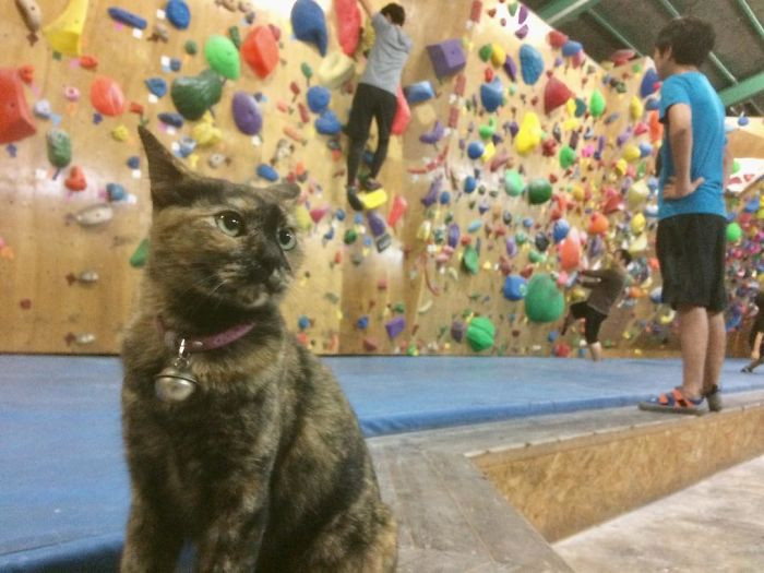 Lalah, the cat, lives in a bouldering gym in Japan after the gym’s manager took her in