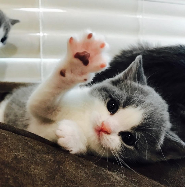 14. Pawsome feline.