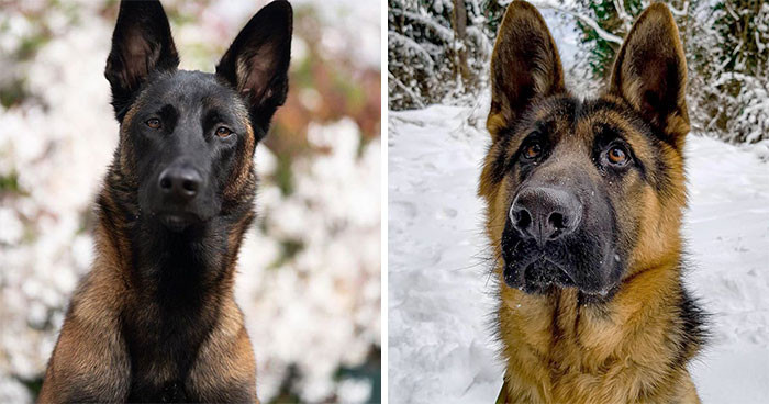 Belgian Malinois & German Shepherd Dog
