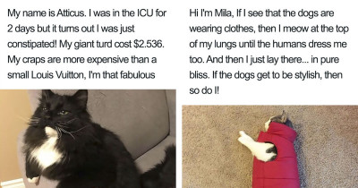 Pawsitively Hilarious Instagram Account Publicly Shames Cats and We Can't Stop Laughing