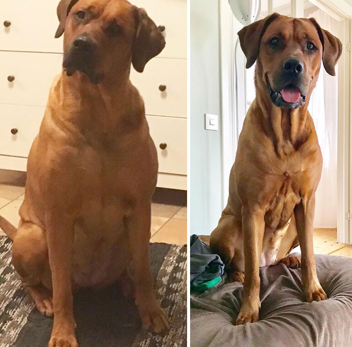 "Can You Believe It’s The Same Dog? Pictures Were Taken About 10 Months Apart And 10 Kg Lighter. We Still Can't Believe Our Eyes!"