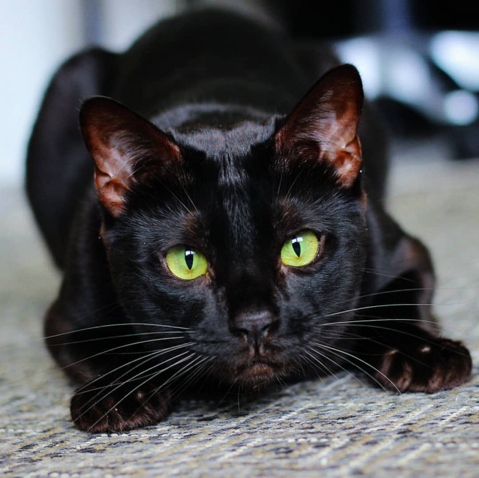 Raven is 2-years old and the purr-fect example of a house panther.