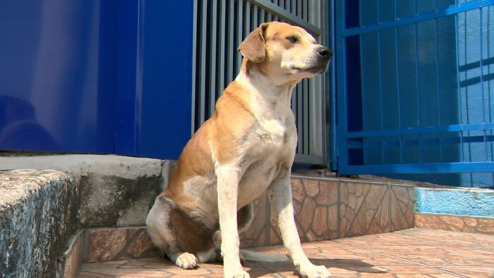 With his patience and intelligence, he's sure to be a great dog father.