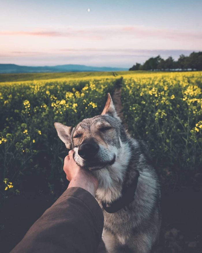 18. When a dog smiles...