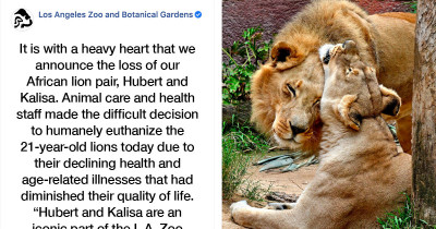Wild Cat News: Elderly Lion Couple Were Put To Sleep At The Same Time So They Don't Have To Live Without The Other