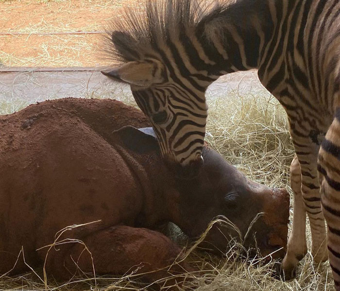 The unfortunate animal was suffering from a variety of diseases, but the carers kept monitoring her to improve her condition. Slowly but surely, she regained her strength, and along the way, became friends with Aquazi.