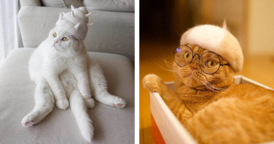 30 Photos of Cats Wearing Hats Made from Their Own Shed Fur